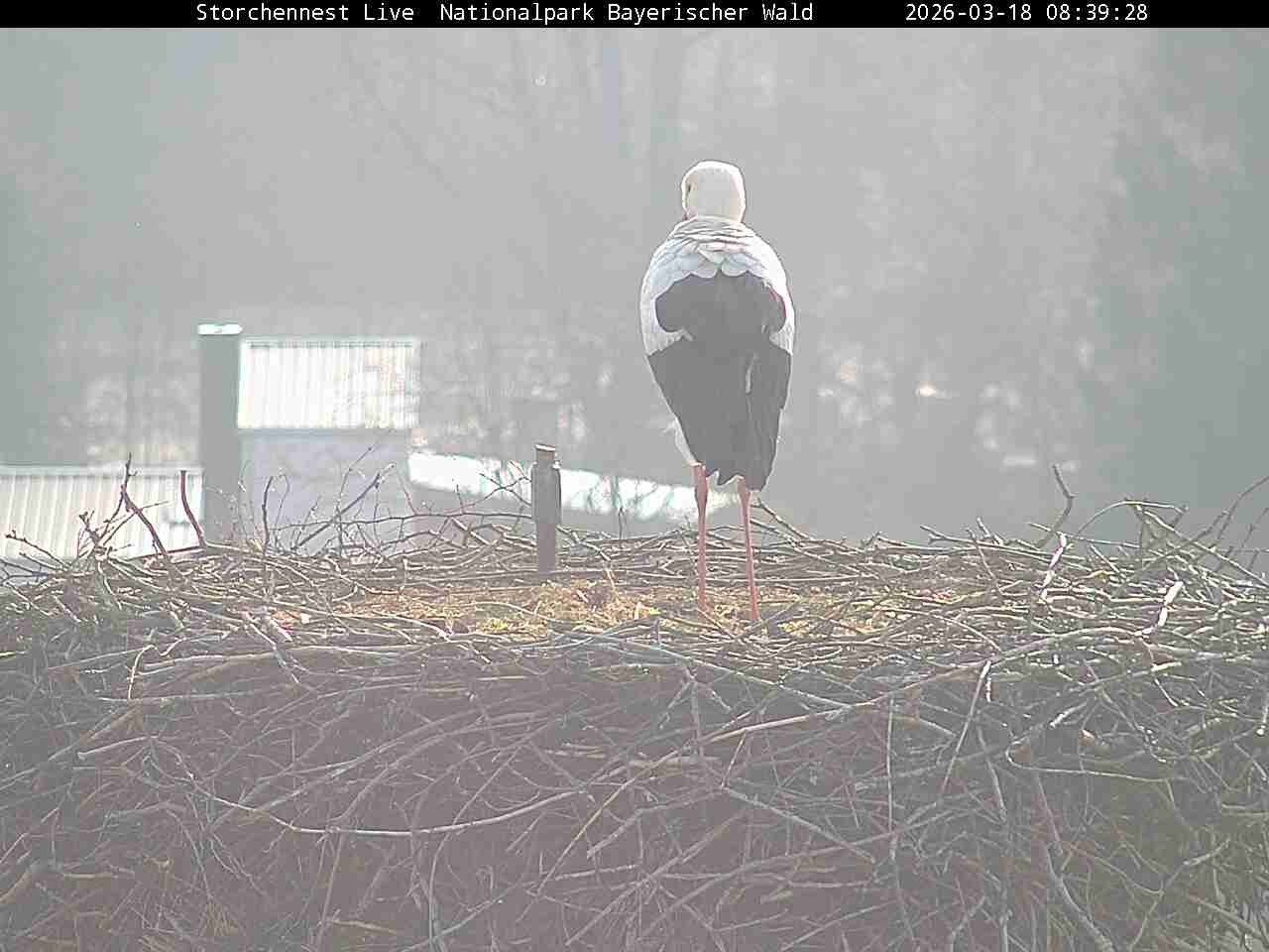 Archiv Foto Webcam Nationalpark Bayerischer Wald - Storchennest - Grafenau