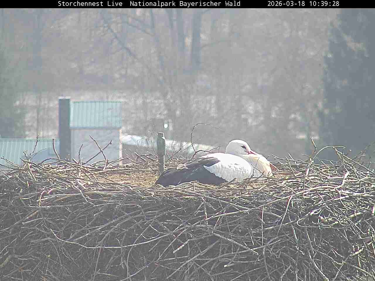 Archiv Foto Webcam Nationalpark Bayerischer Wald - Storchennest - Grafenau