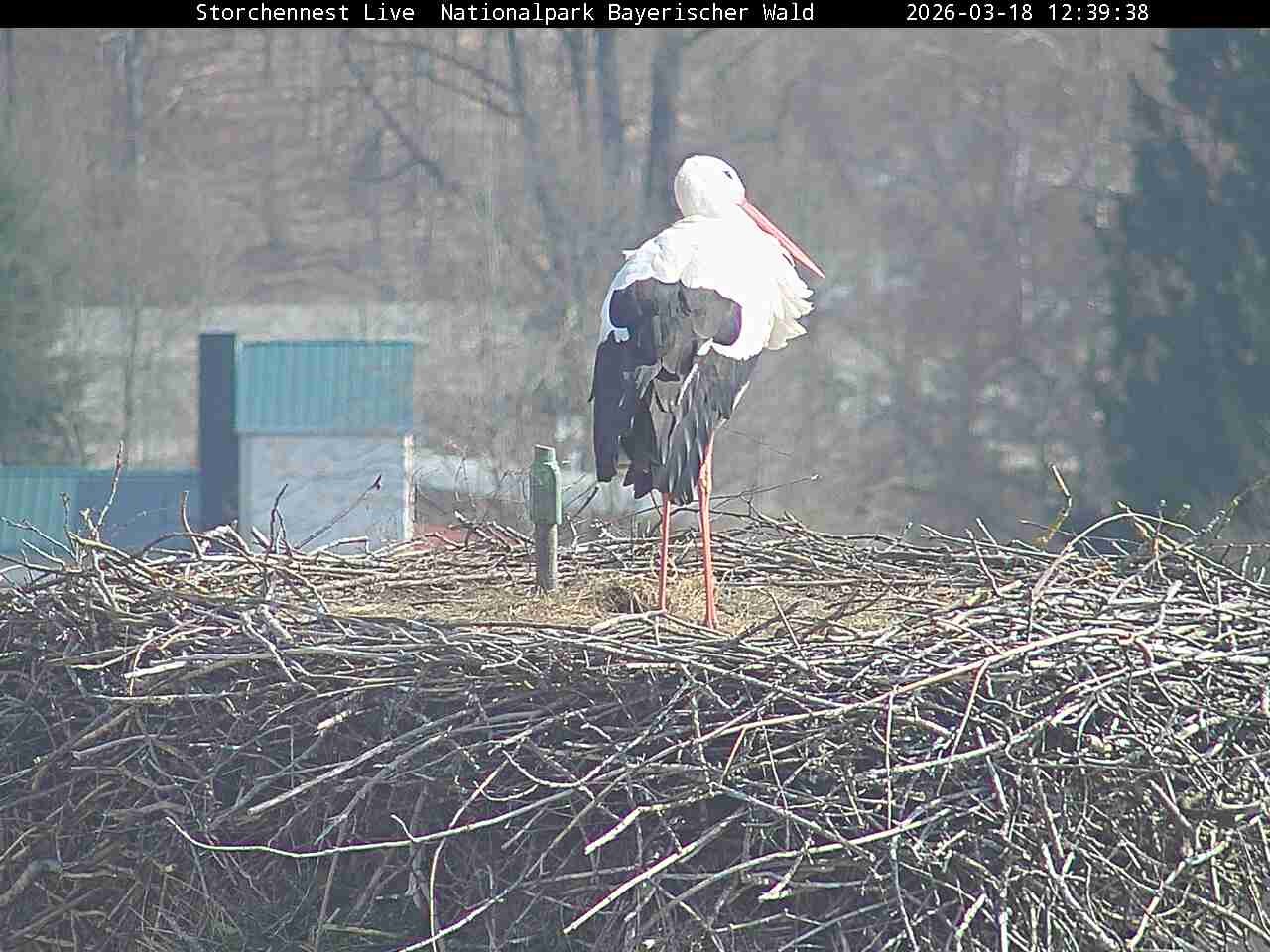 Archiv Foto Webcam Nationalpark Bayerischer Wald - Storchennest - Grafenau