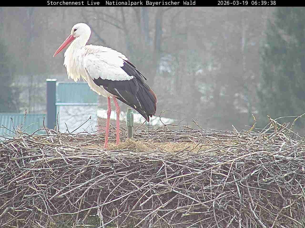Archiv Foto Webcam Nationalpark Bayerischer Wald - Storchennest - Grafenau