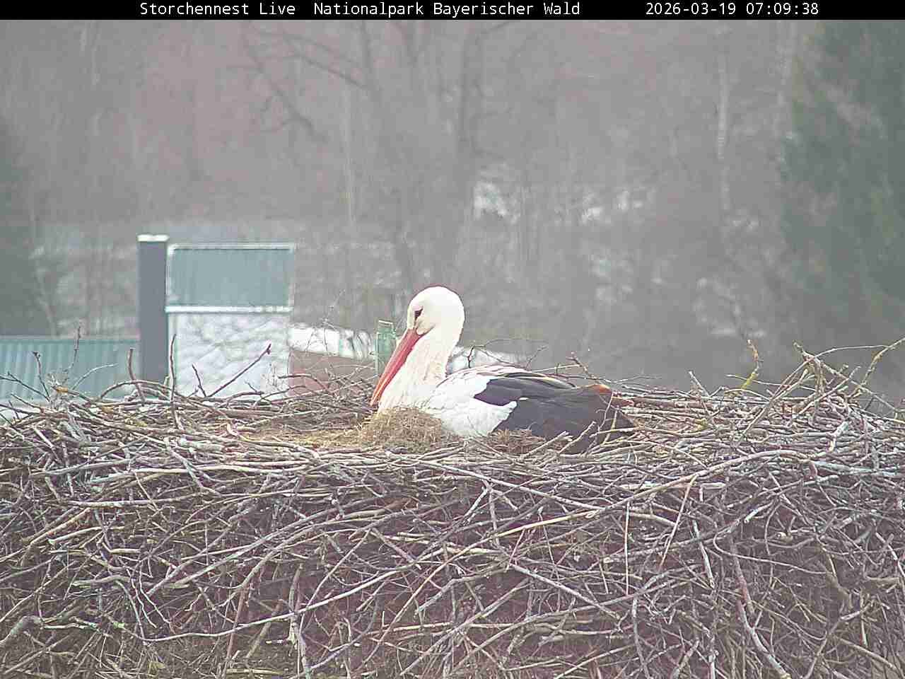 Archiv Foto Webcam Nationalpark Bayerischer Wald - Storchennest - Grafenau