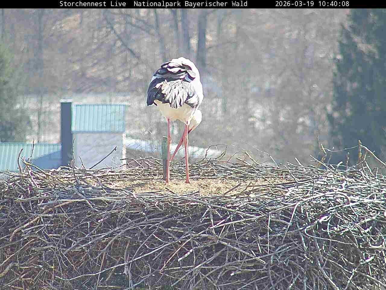 Archiv Foto Webcam Nationalpark Bayerischer Wald - Storchennest - Grafenau