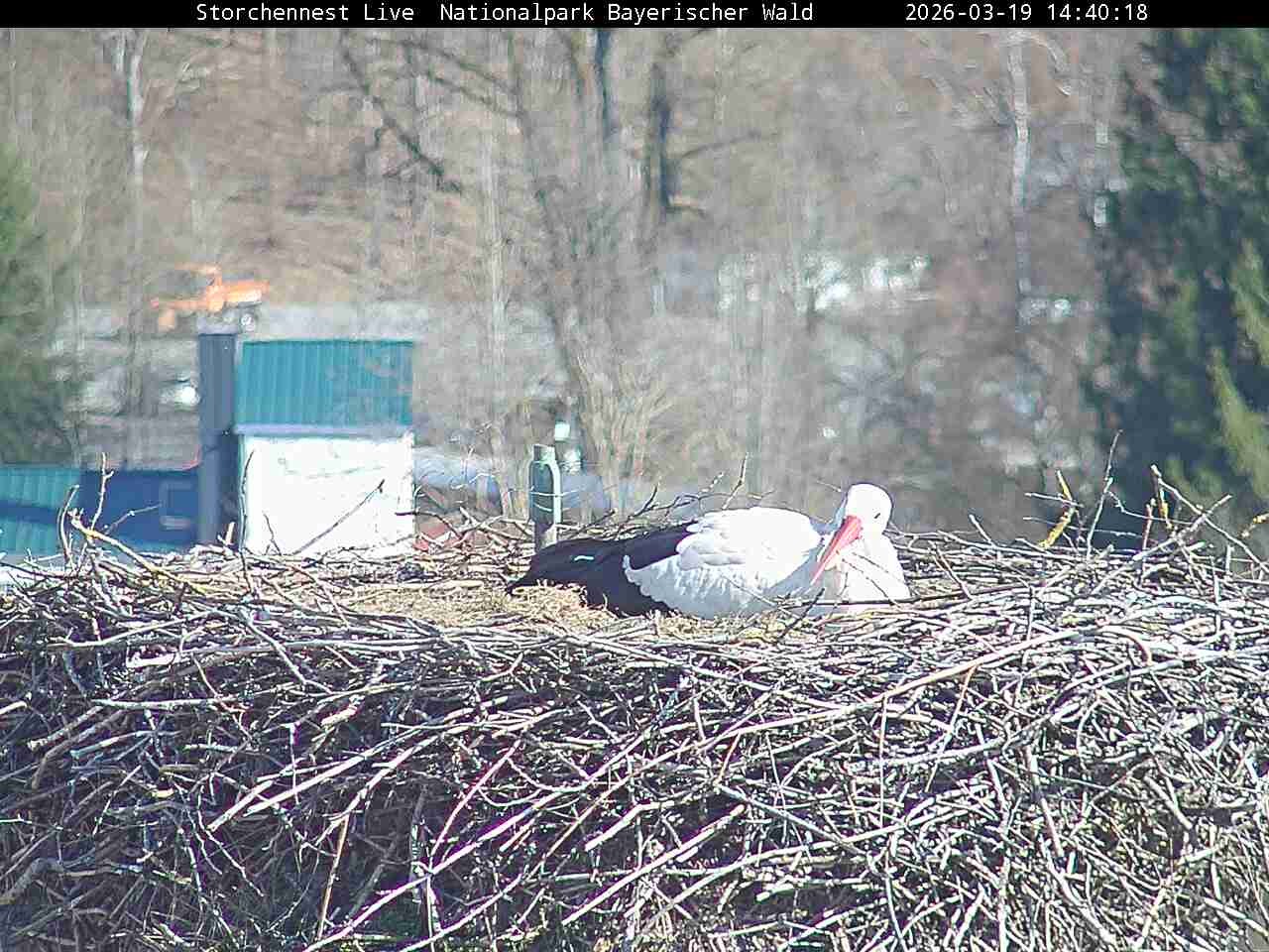 Archiv Foto Webcam Nationalpark Bayerischer Wald - Storchennest - Grafenau
