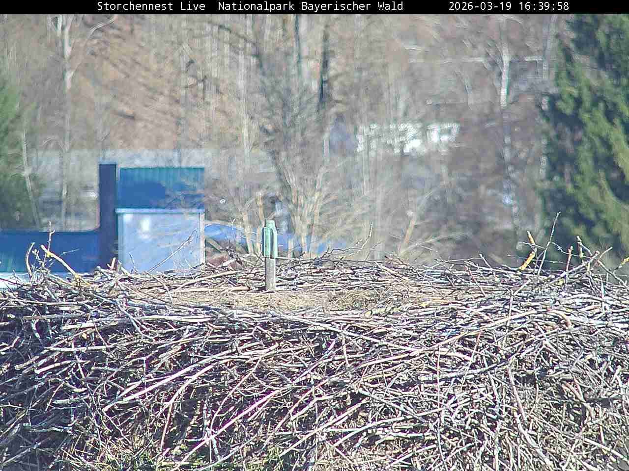 Archiv Foto Webcam Nationalpark Bayerischer Wald - Storchennest - Grafenau