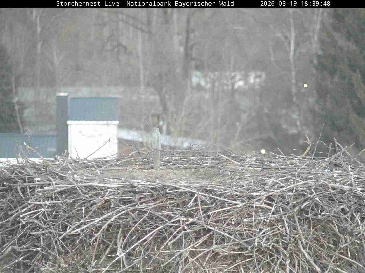 Archiv Foto Webcam Nationalpark Bayerischer Wald - Storchennest - Grafenau