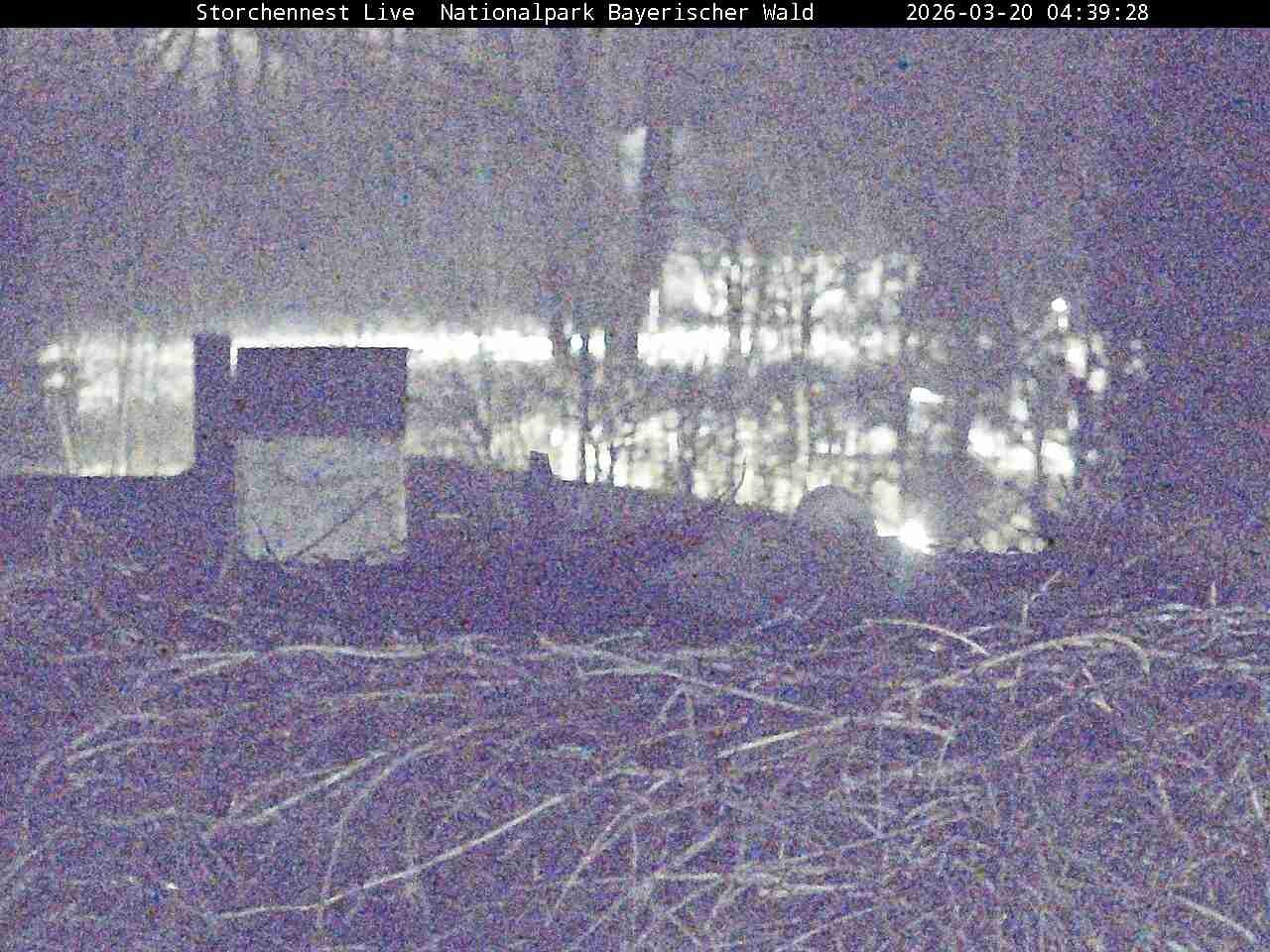 Archived image Webcam Bavarian Forest National Park - Stork Nest