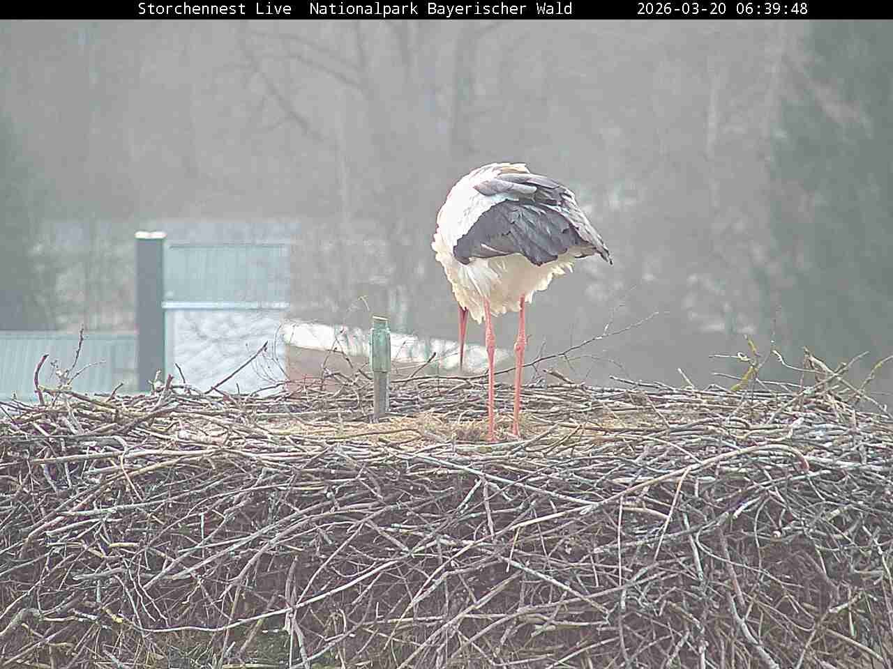 Archived image Webcam Bavarian Forest National Park - Stork Nest