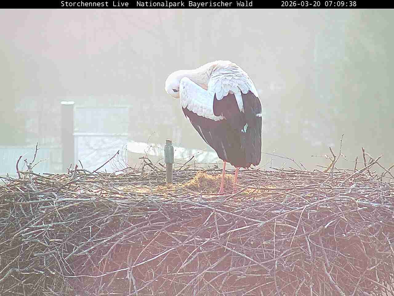Archived image Webcam Bavarian Forest National Park - Stork Nest