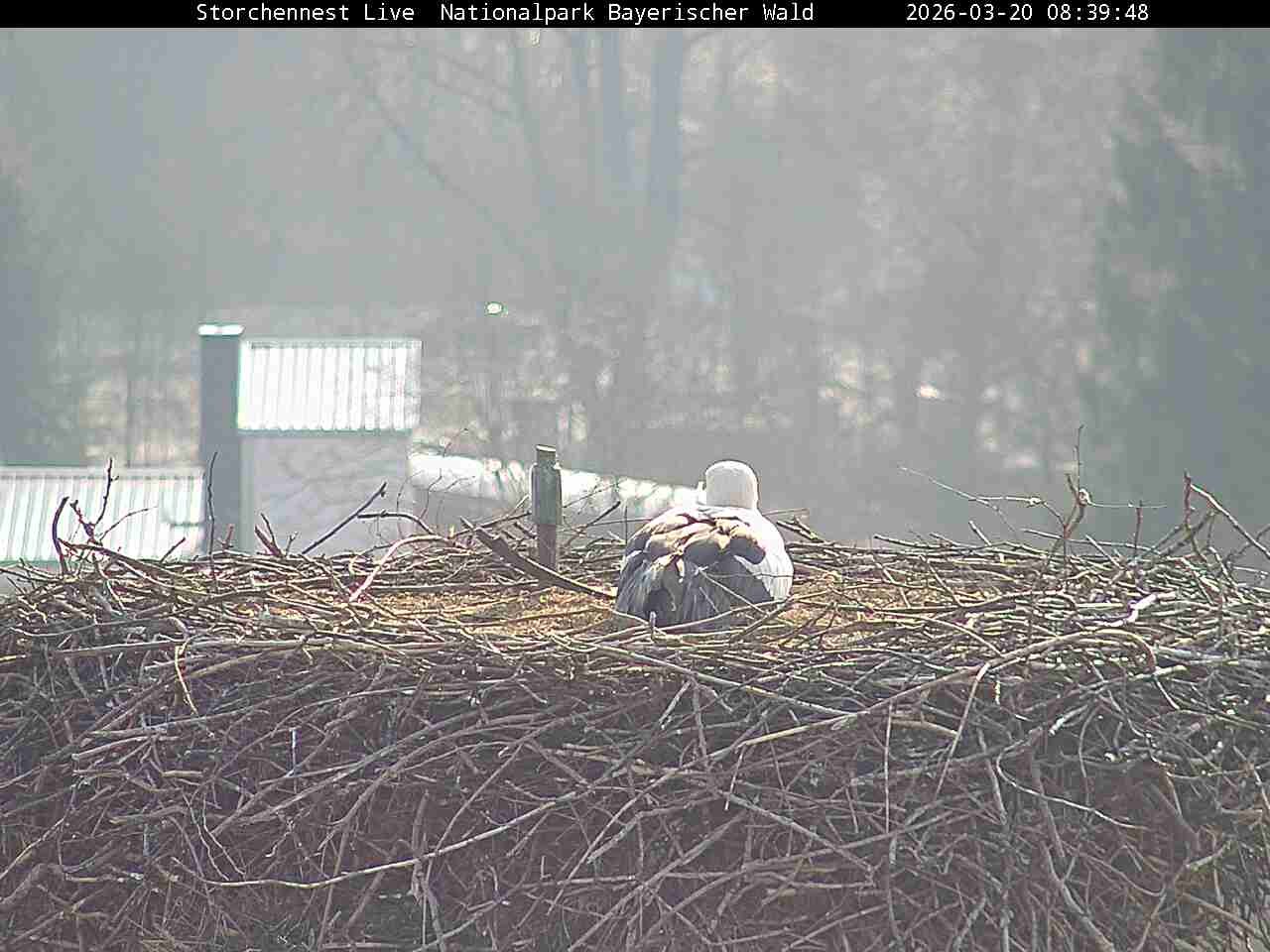 Archived image Webcam Bavarian Forest National Park - Stork Nest