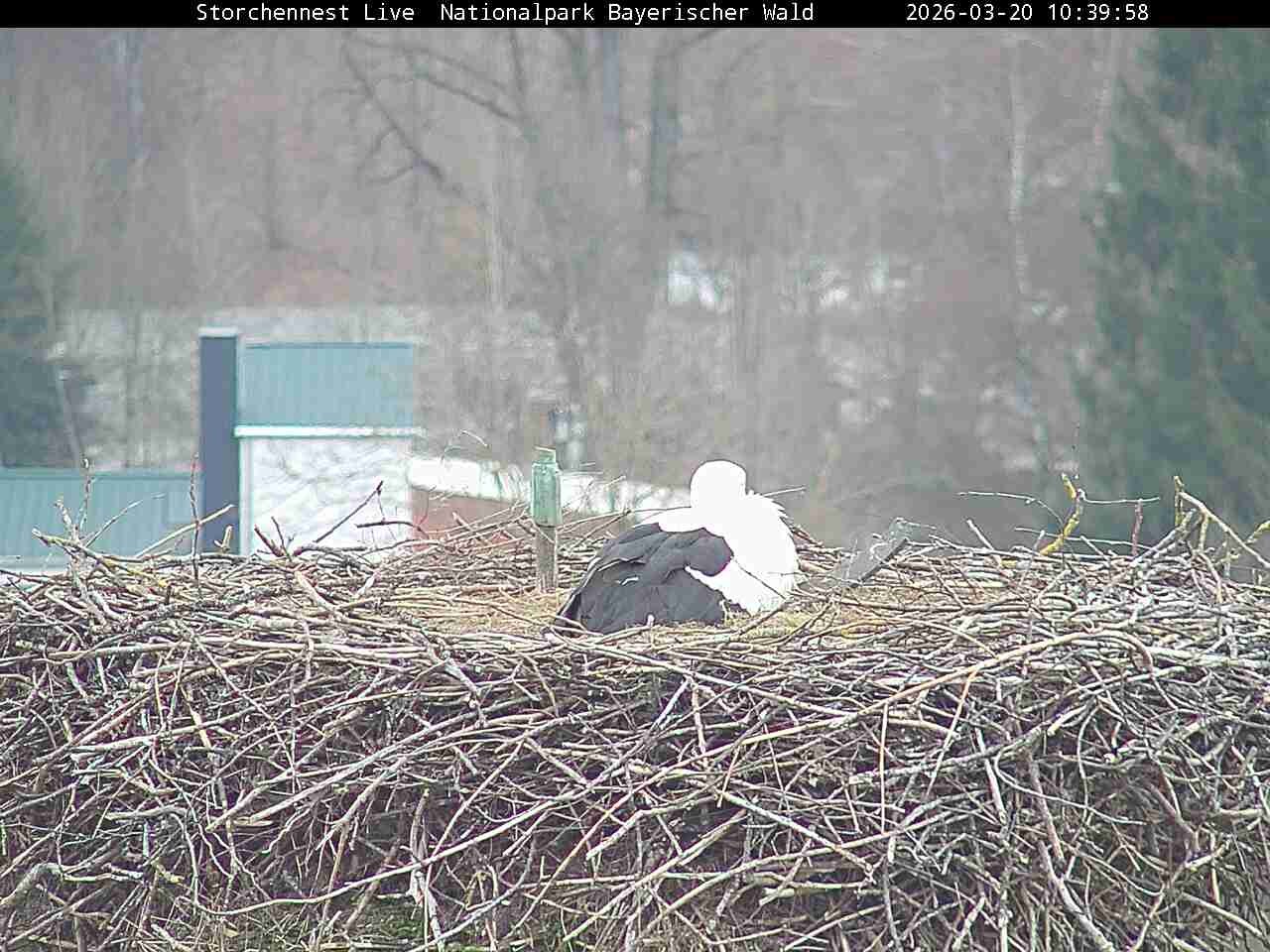 Archived image Webcam Bavarian Forest National Park - Stork Nest