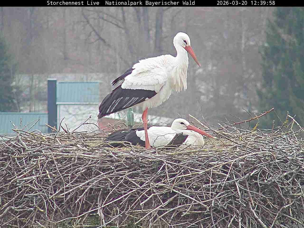 Archived image Webcam Bavarian Forest National Park - Stork Nest