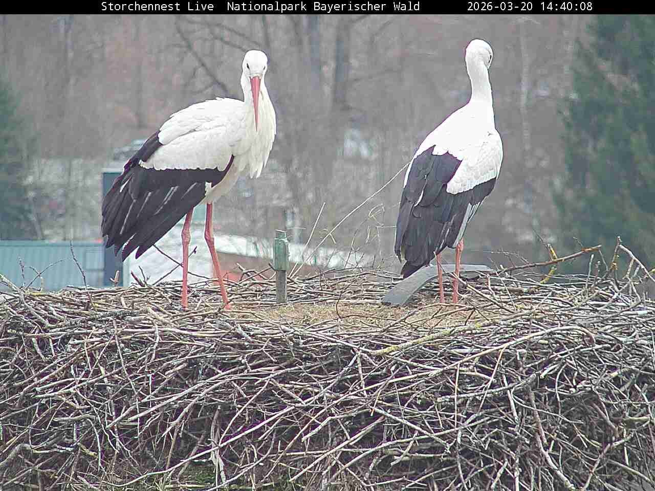 Archived image Webcam Bavarian Forest National Park - Stork Nest