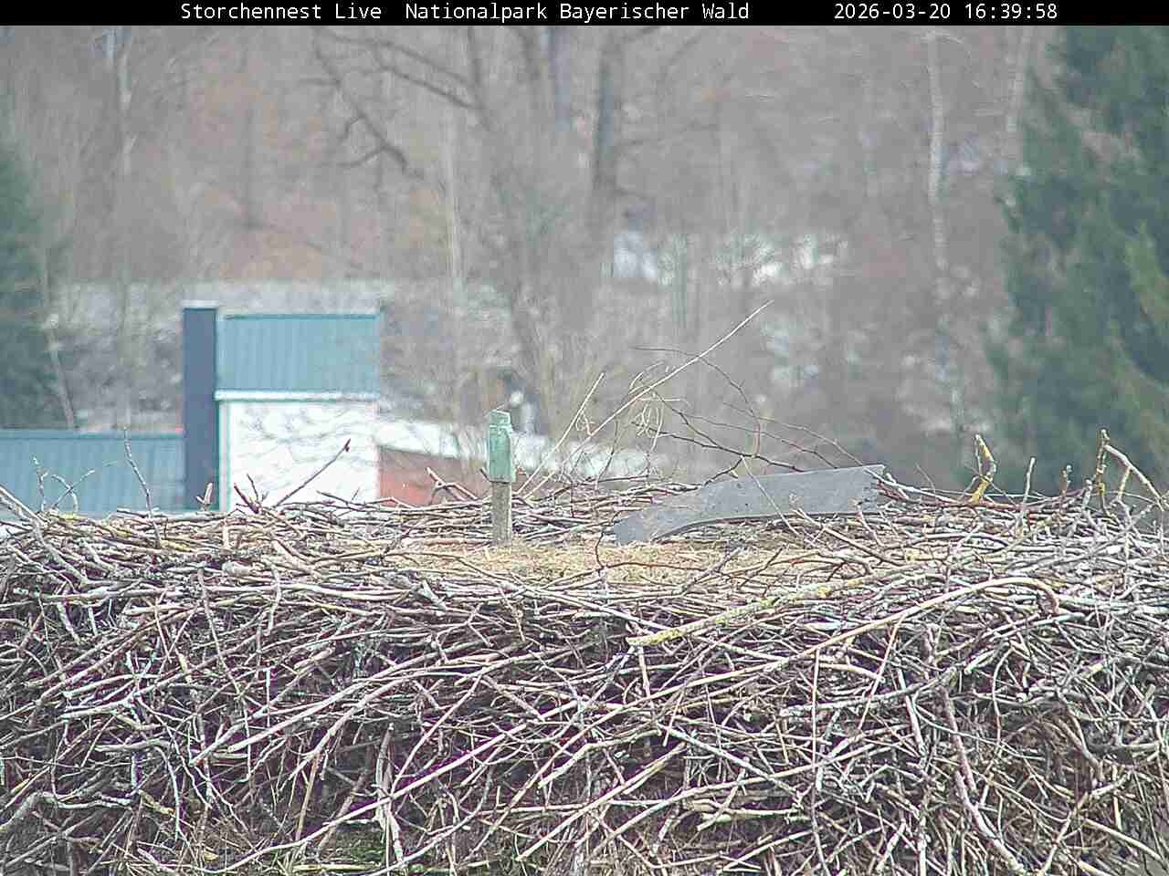 Archiv Foto Webcam Nationalpark Bayerischer Wald - Storchennest - Grafenau