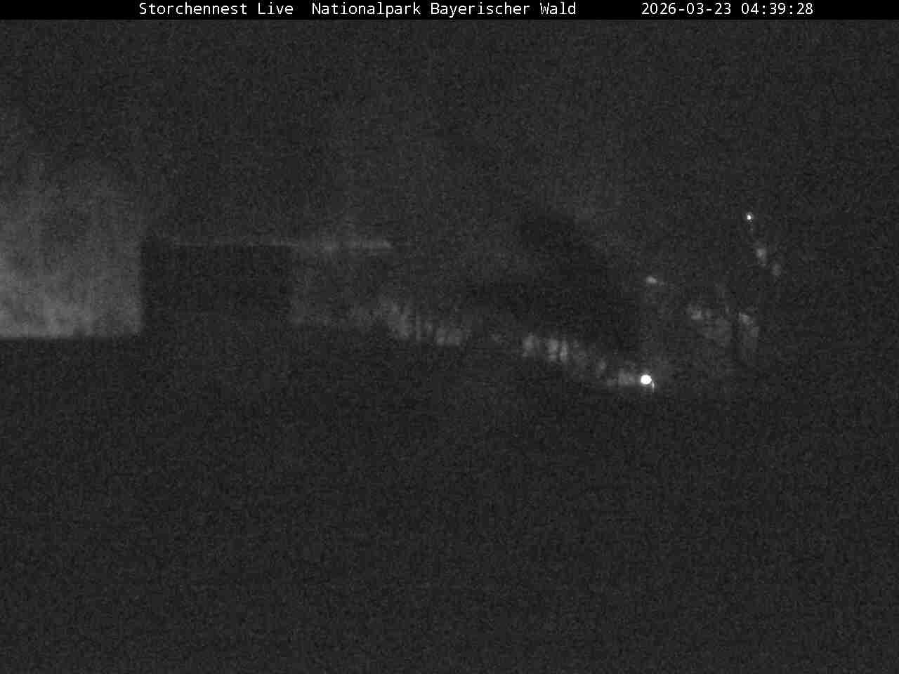 Archiv Foto Webcam Nationalpark Bayerischer Wald - Storchennest - Grafenau