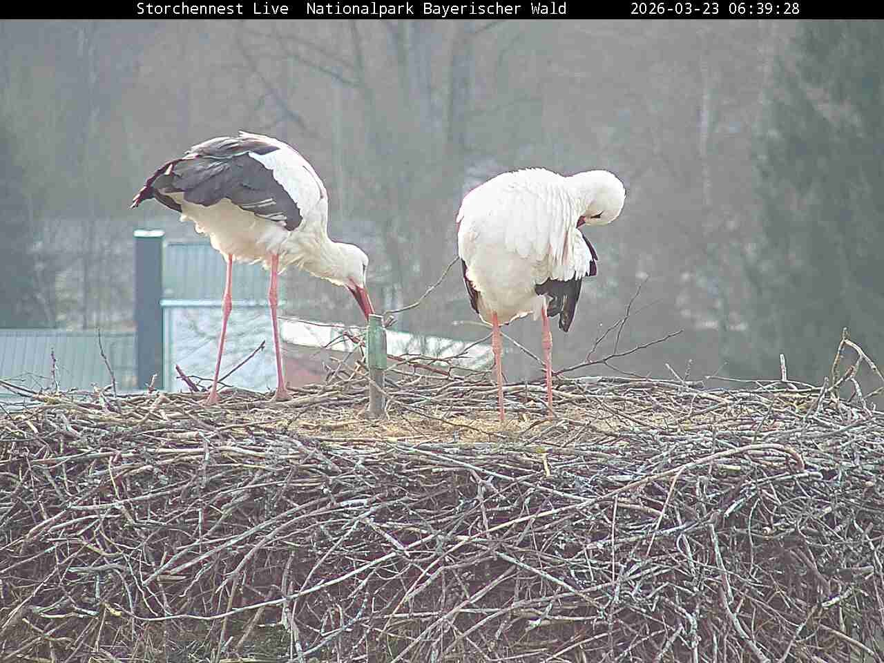 Archiv Foto Webcam Nationalpark Bayerischer Wald - Storchennest - Grafenau