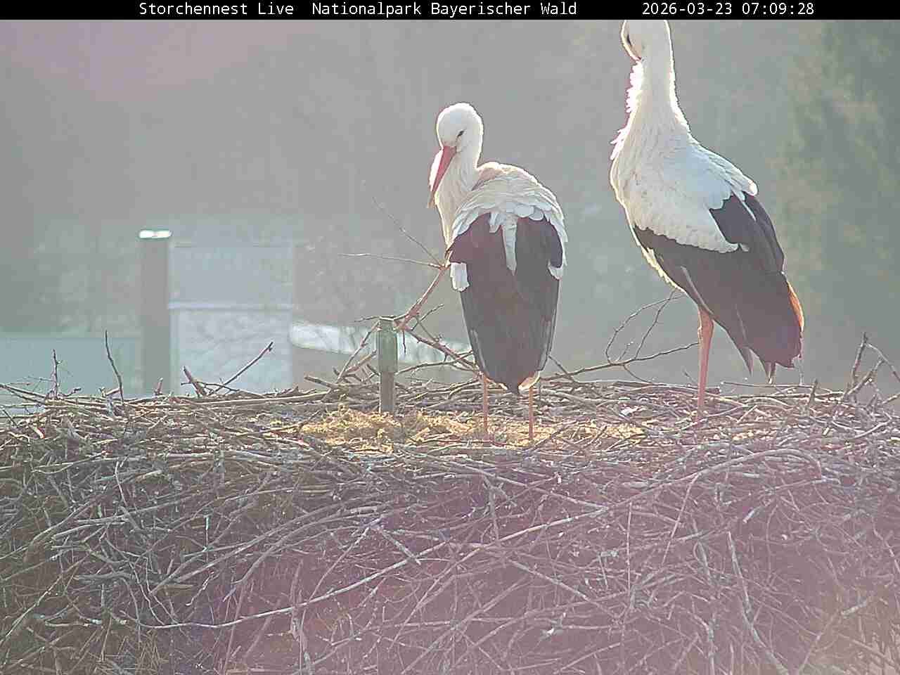 Archiv Foto Webcam Nationalpark Bayerischer Wald - Storchennest - Grafenau