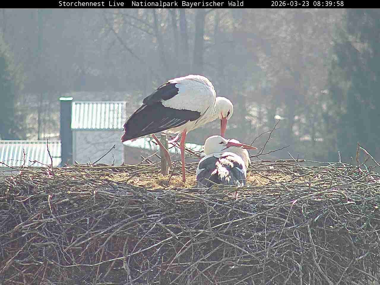 Archiv Foto Webcam Nationalpark Bayerischer Wald - Storchennest - Grafenau