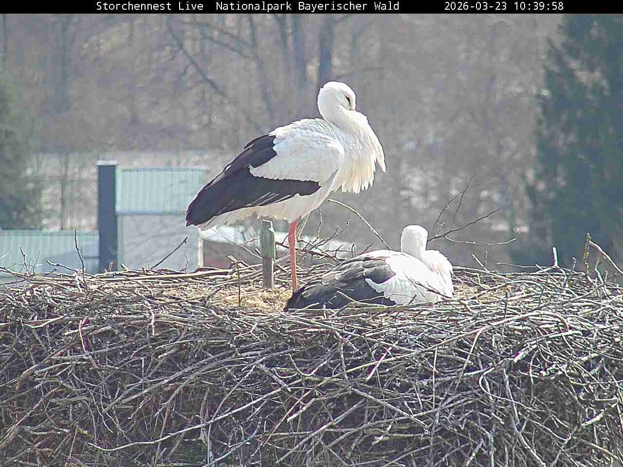 Archiv Foto Webcam Nationalpark Bayerischer Wald - Storchennest - Grafenau