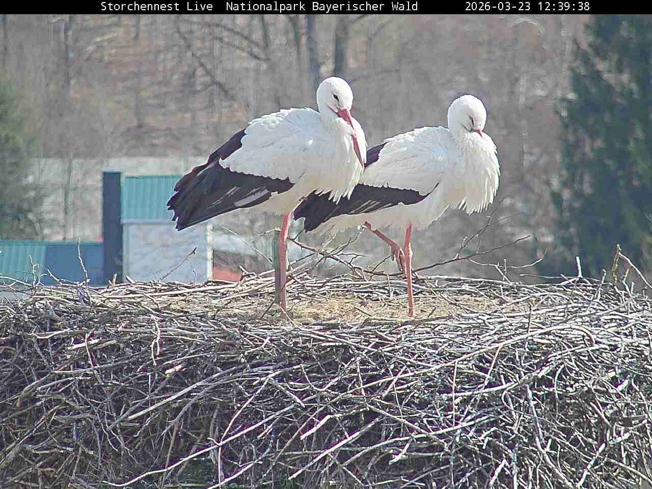 Archiv Foto Webcam Nationalpark Bayerischer Wald - Storchennest - Grafenau