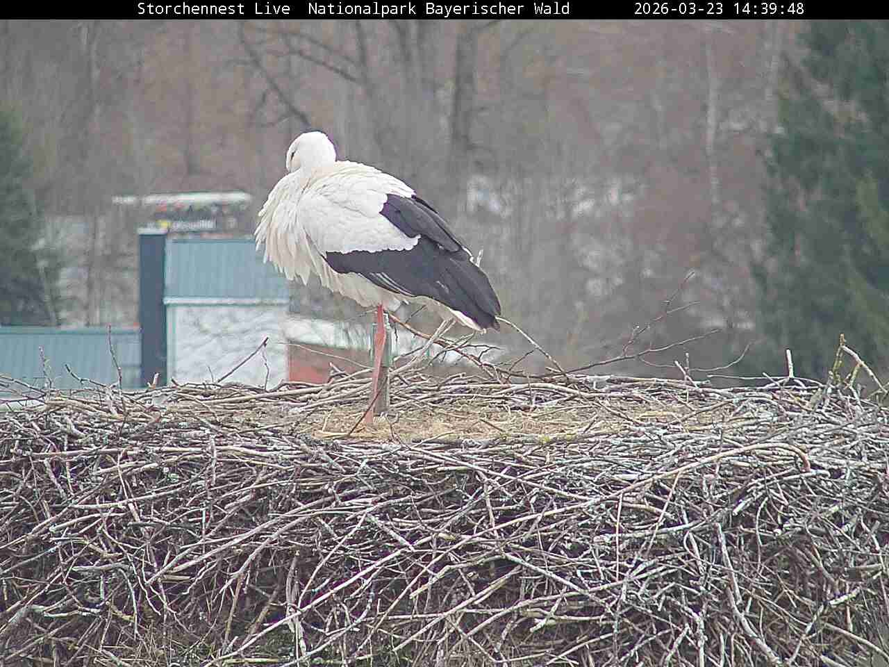 Archiv Foto Webcam Nationalpark Bayerischer Wald - Storchennest - Grafenau