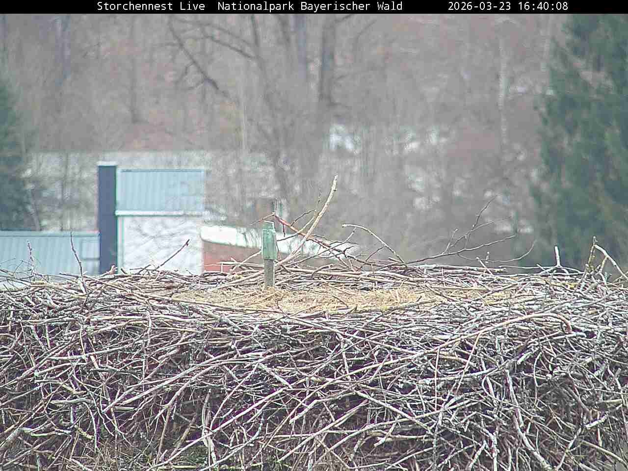 Archiv Foto Webcam Nationalpark Bayerischer Wald - Storchennest - Grafenau
