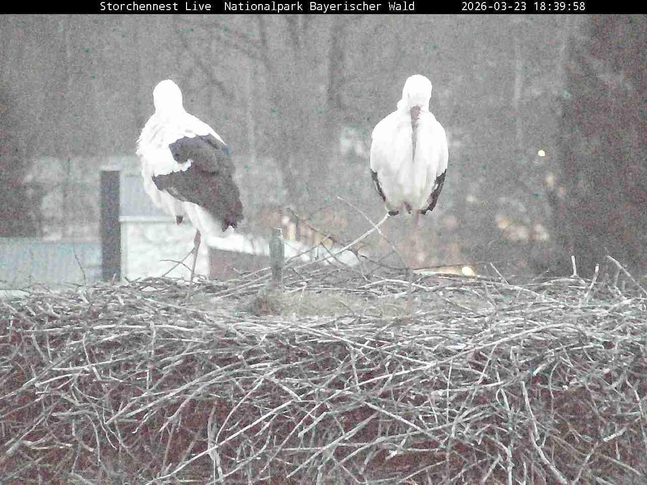 Archiv Foto Webcam Nationalpark Bayerischer Wald - Storchennest - Grafenau