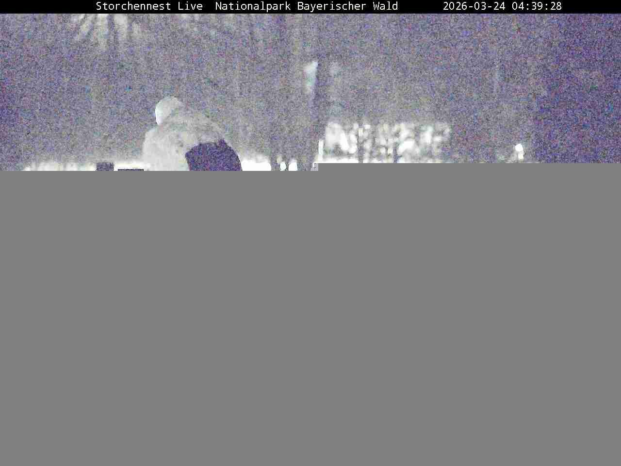 Archived image Webcam Bavarian Forest National Park - Stork Nest