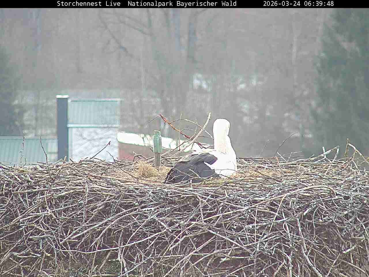 Archived image Webcam Bavarian Forest National Park - Stork Nest