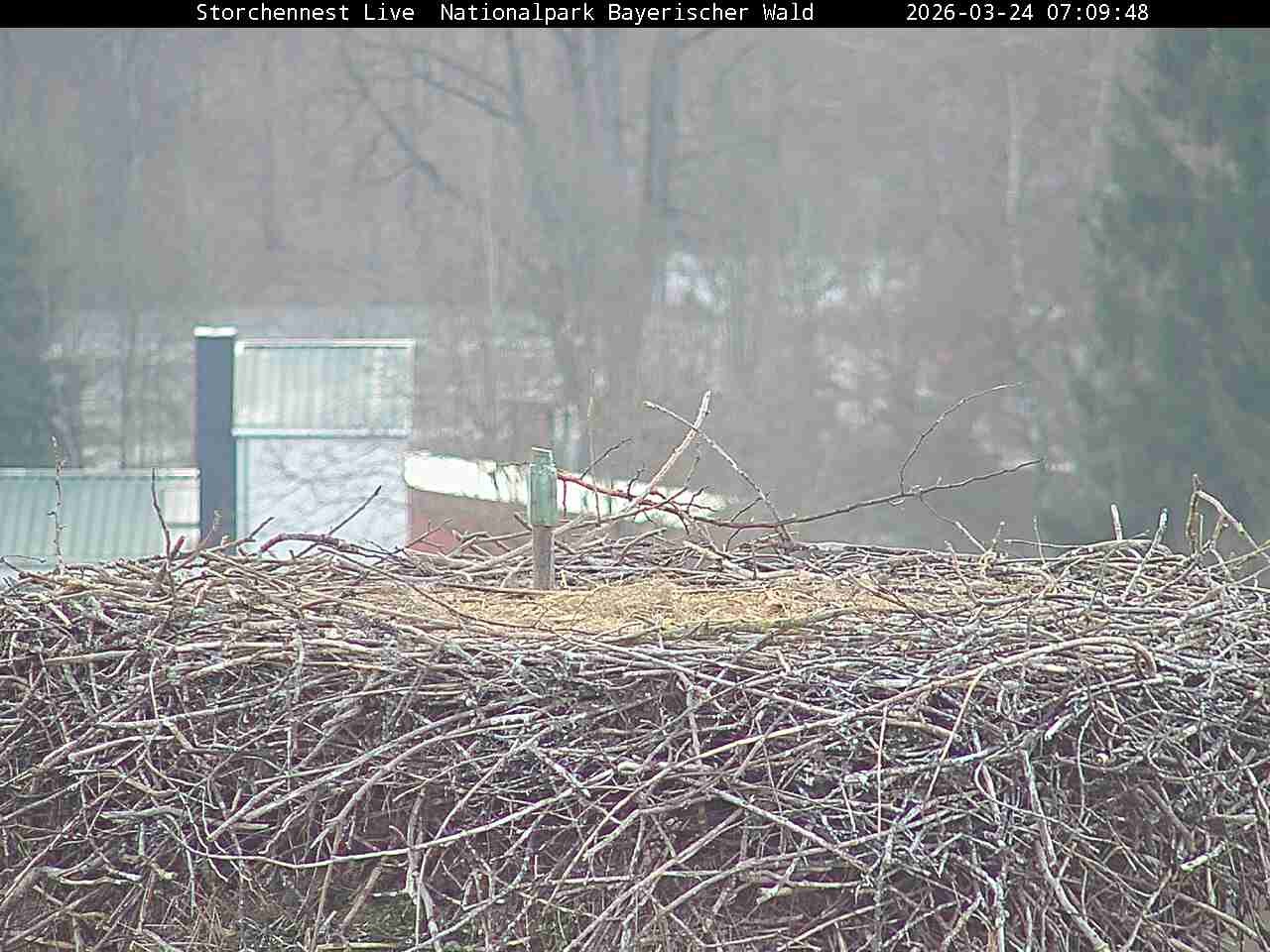 Archived image Webcam Bavarian Forest National Park - Stork Nest