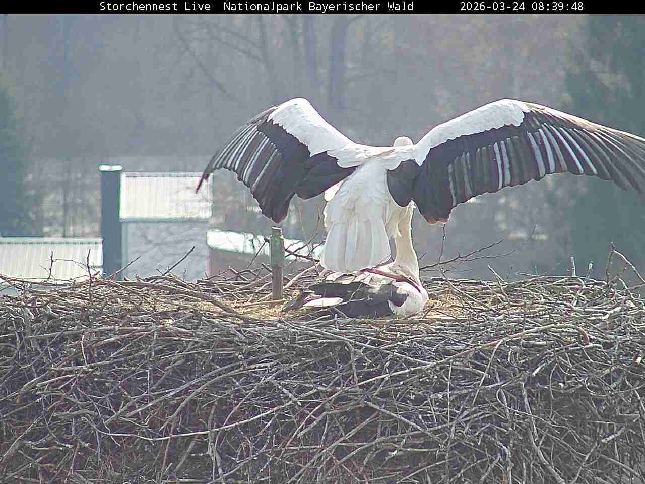 Archived image Webcam Bavarian Forest National Park - Stork Nest