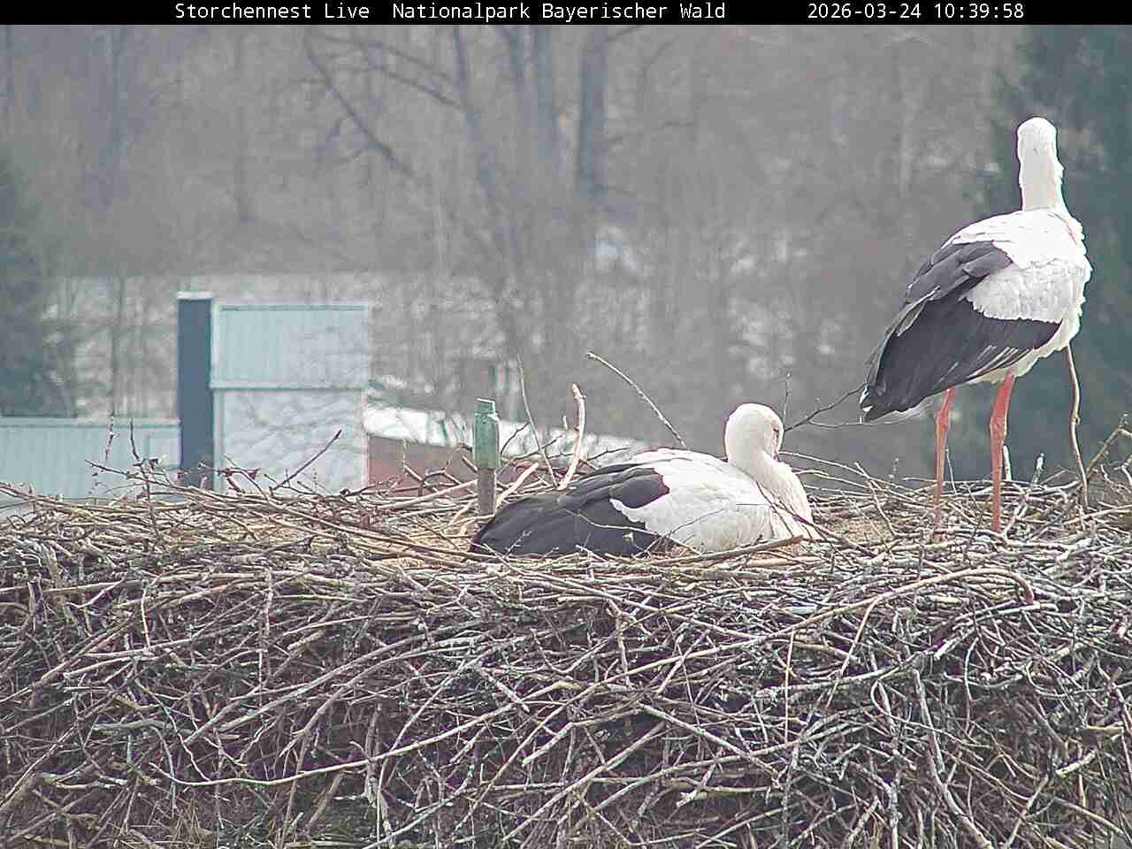 Archived image Webcam Bavarian Forest National Park - Stork Nest