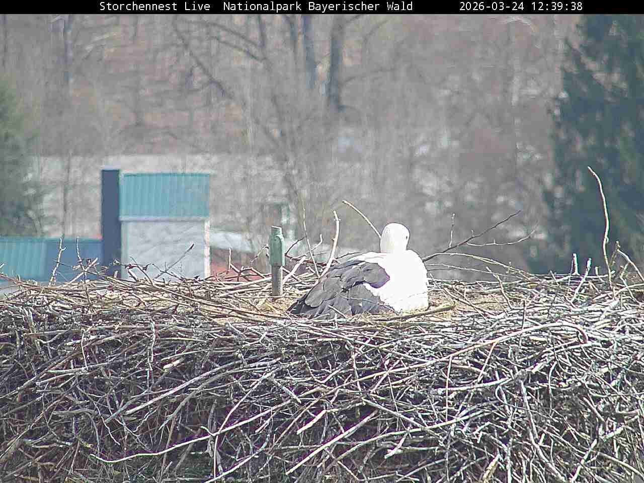 Archived image Webcam Bavarian Forest National Park - Stork Nest