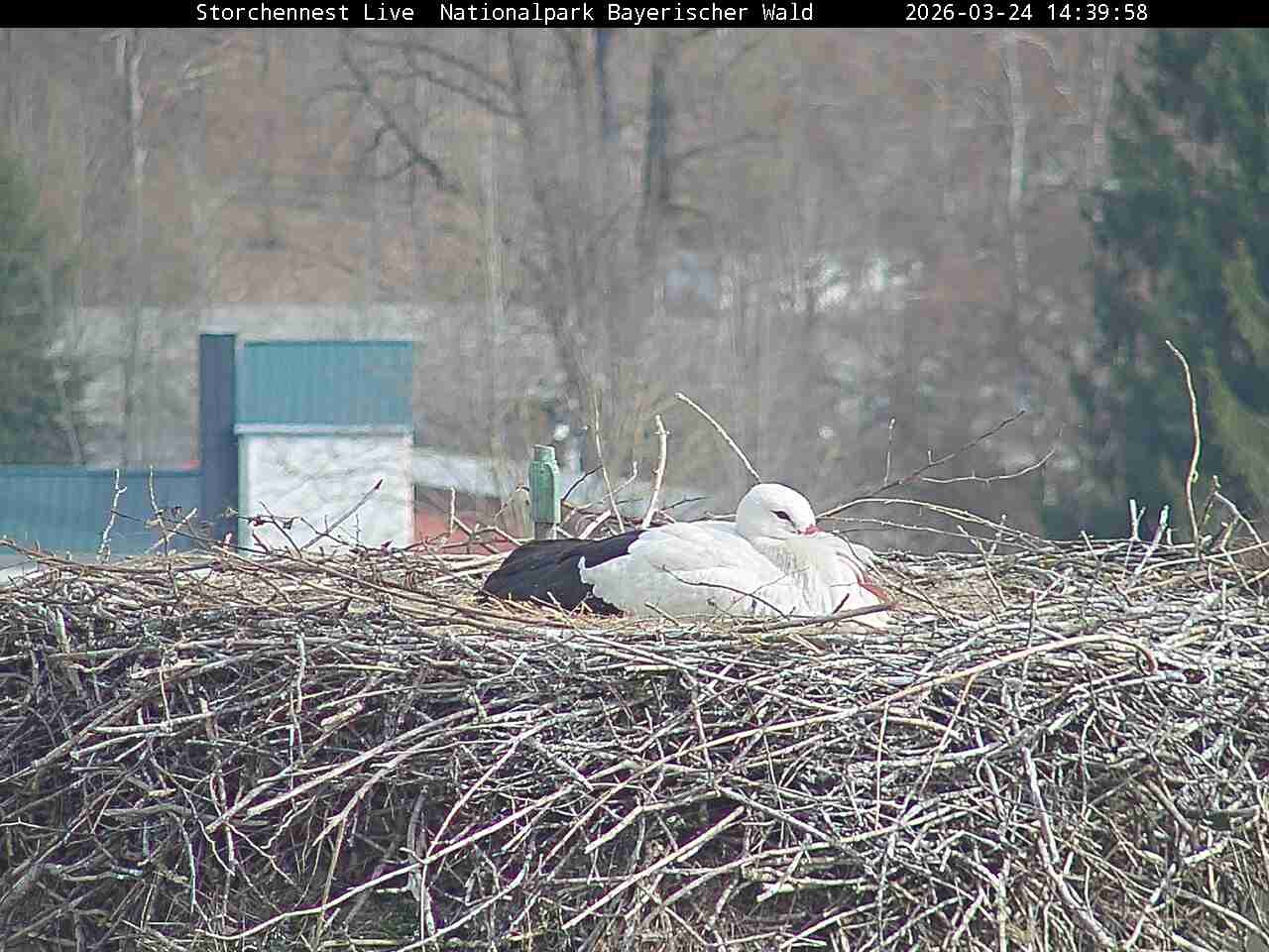 Archived image Webcam Bavarian Forest National Park - Stork Nest