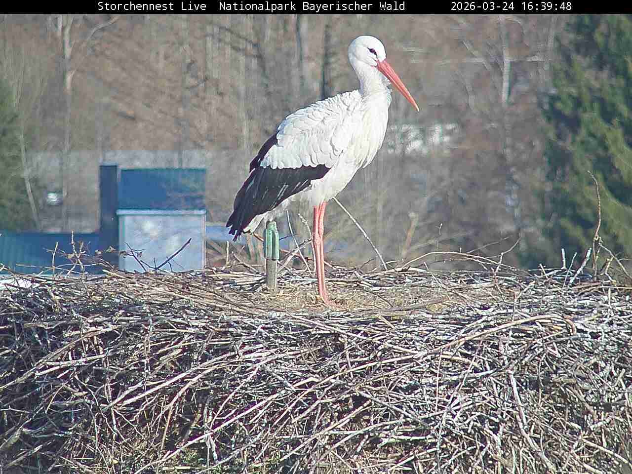 Archived image Webcam Bavarian Forest National Park - Stork Nest