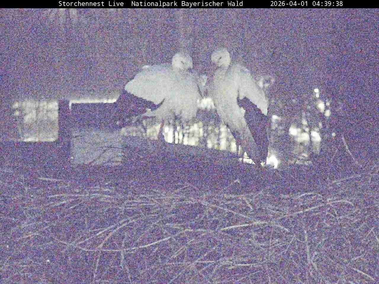 Archiv Foto Webcam Nationalpark Bayerischer Wald - Storchennest - Grafenau