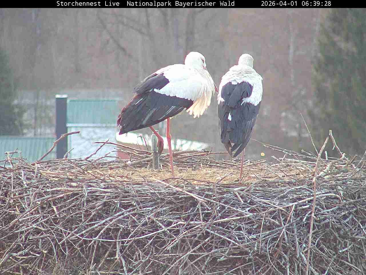 Archiv Foto Webcam Nationalpark Bayerischer Wald - Storchennest - Grafenau
