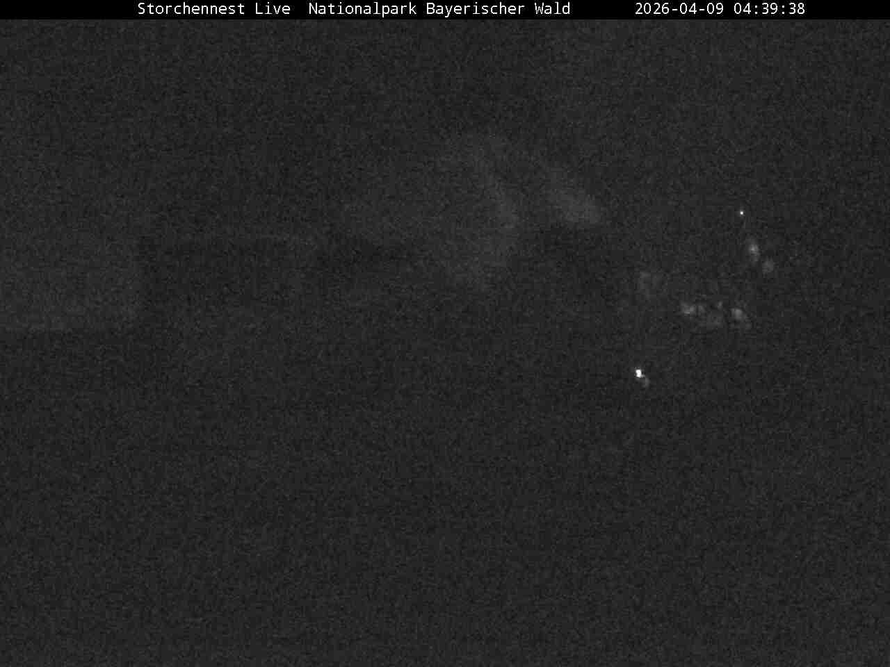 Archiv Foto Webcam Nationalpark Bayerischer Wald - Storchennest - Grafenau