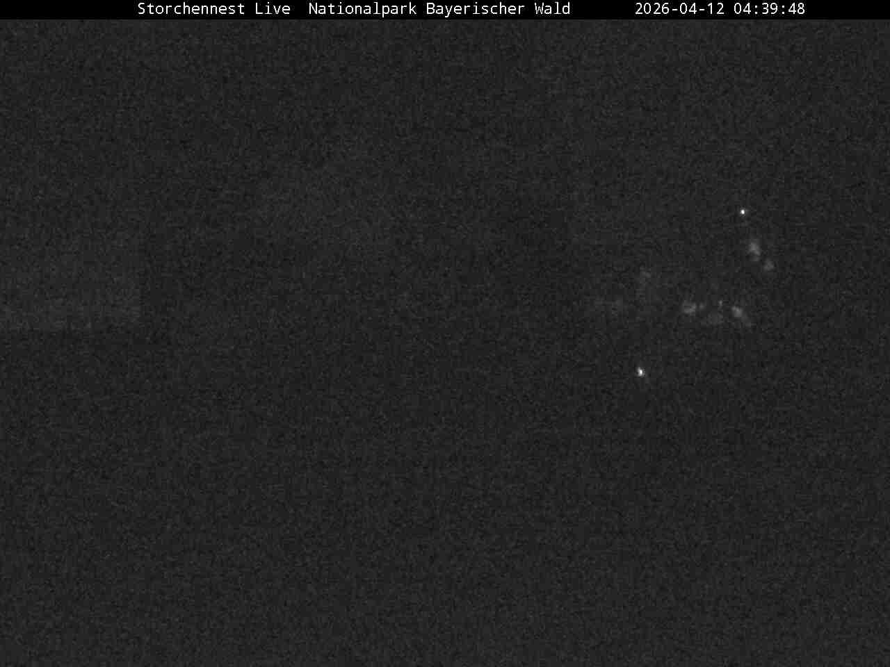 Archived image Webcam Bavarian Forest National Park - Stork Nest