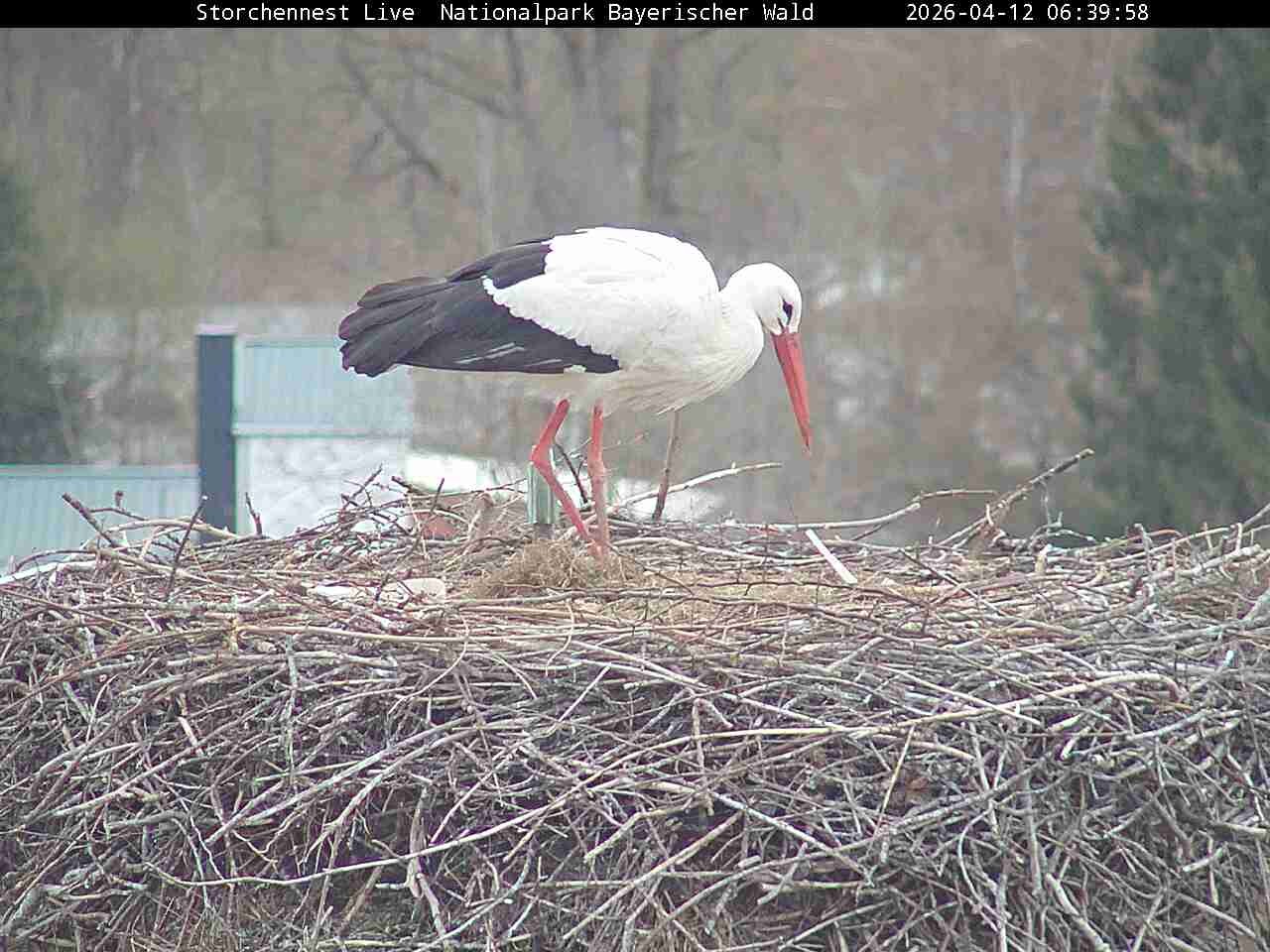 Archived image Webcam Bavarian Forest National Park - Stork Nest