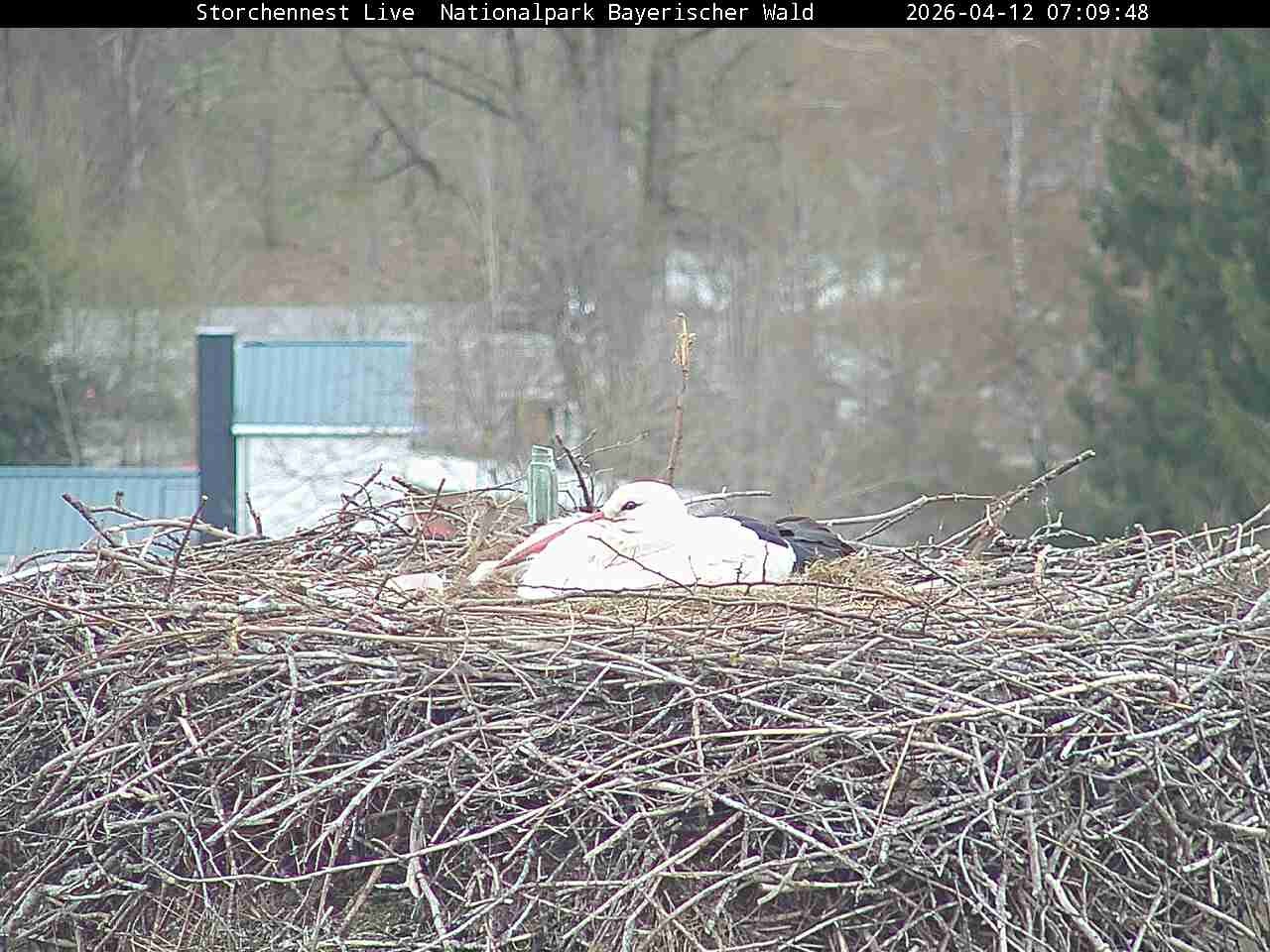 Archived image Webcam Bavarian Forest National Park - Stork Nest