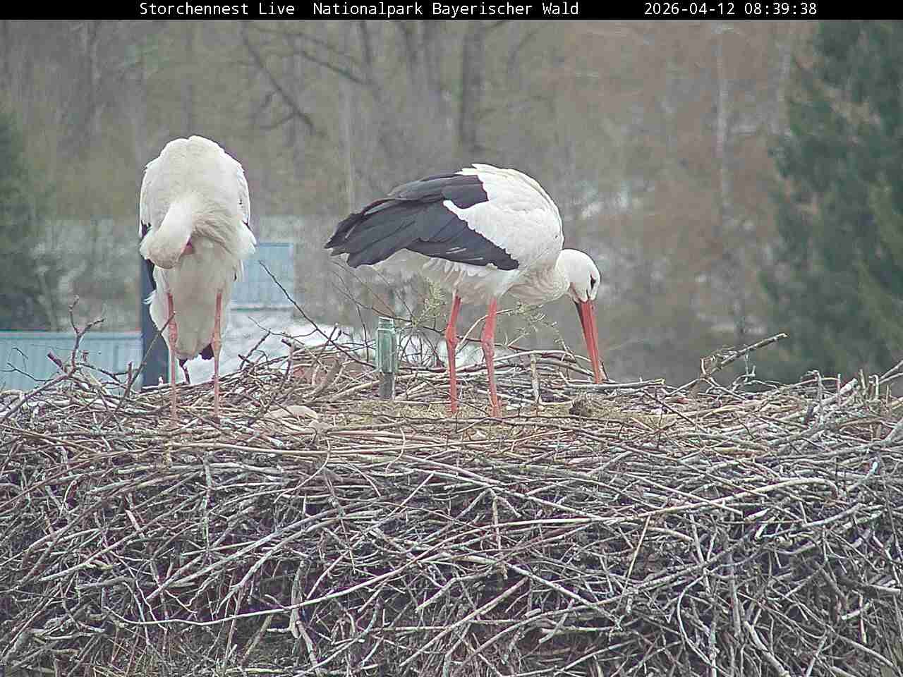 Archived image Webcam Bavarian Forest National Park - Stork Nest