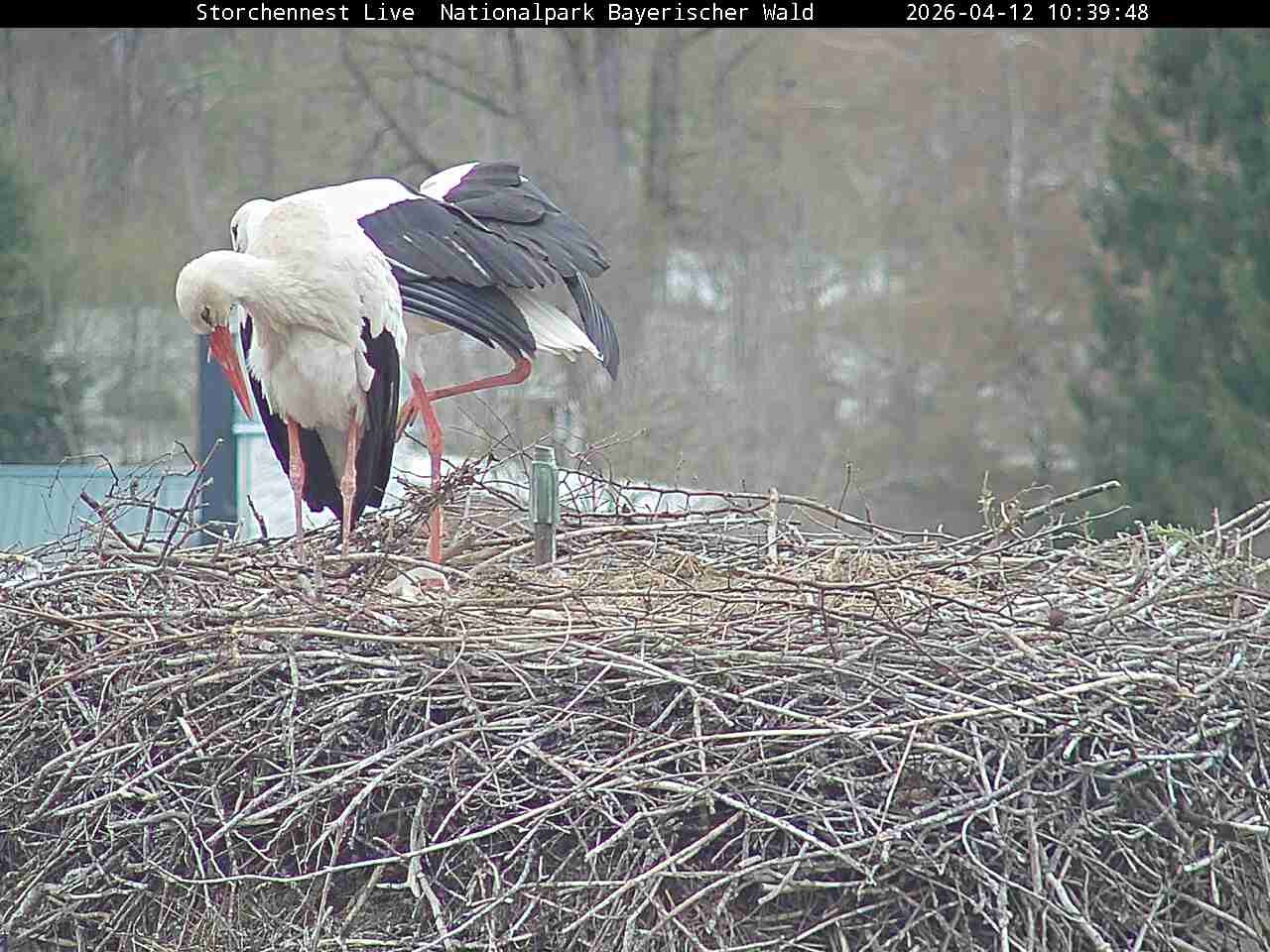 Archived image Webcam Bavarian Forest National Park - Stork Nest