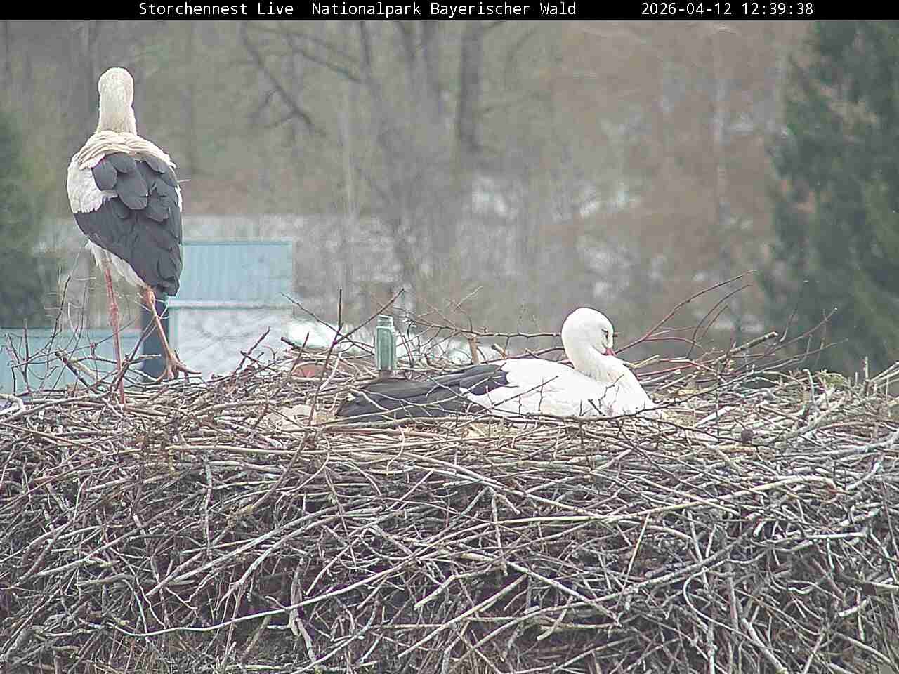Archived image Webcam Bavarian Forest National Park - Stork Nest