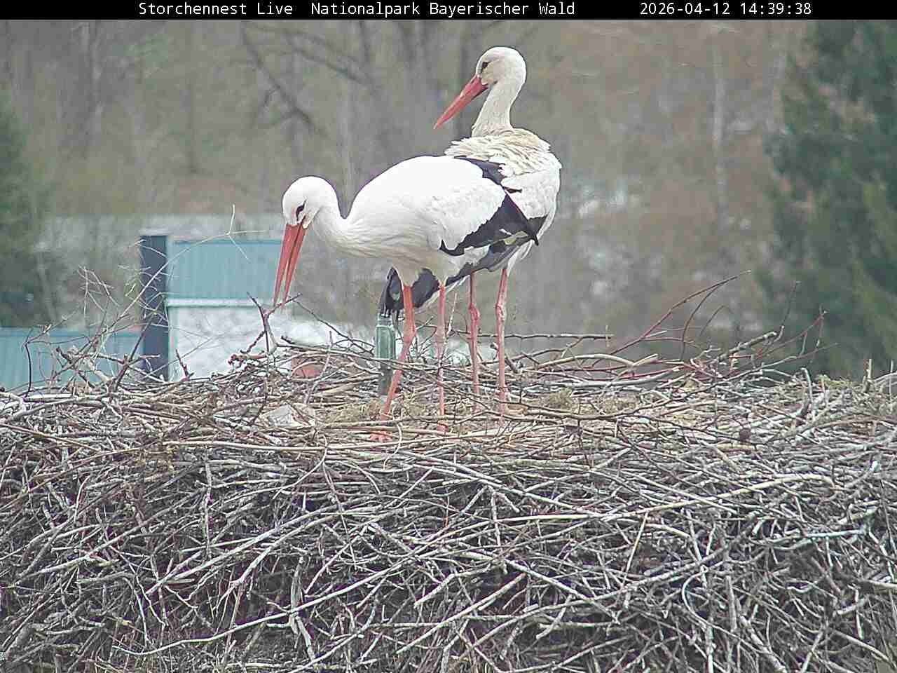 Archived image Webcam Bavarian Forest National Park - Stork Nest