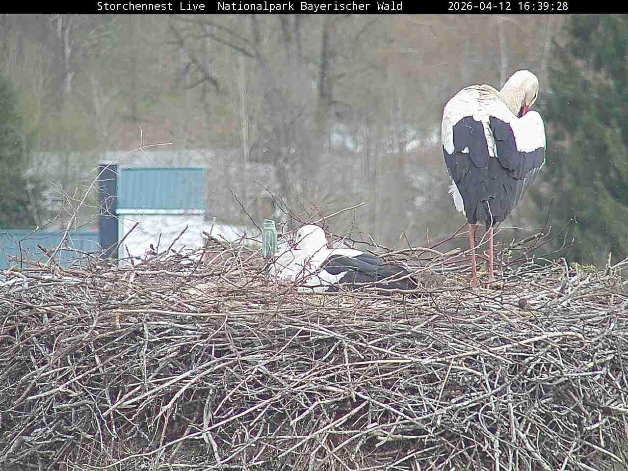 Archived image Webcam Bavarian Forest National Park - Stork Nest