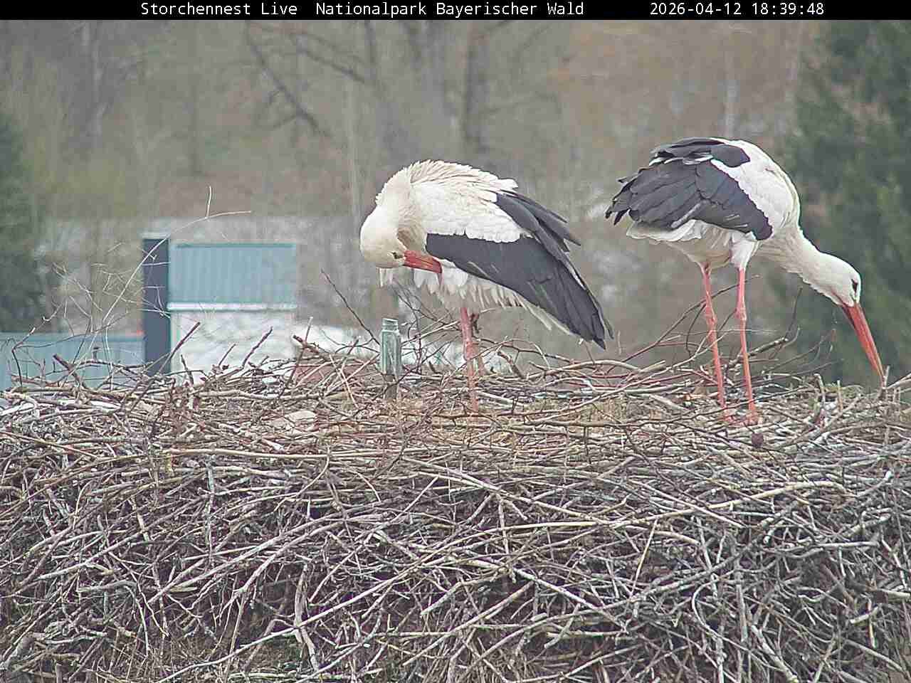 Archived image Webcam Bavarian Forest National Park - Stork Nest