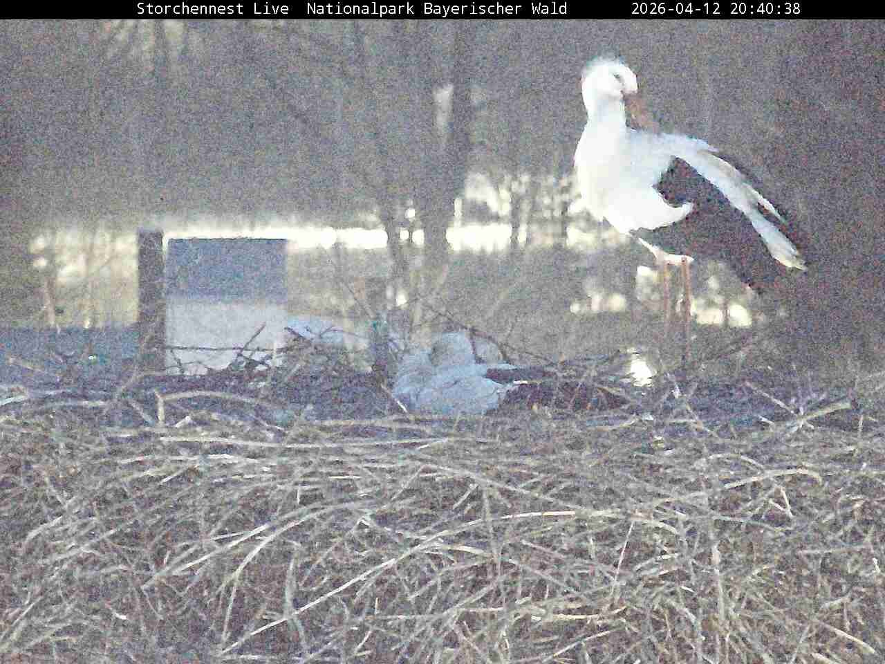Archived image Webcam Bavarian Forest National Park - Stork Nest