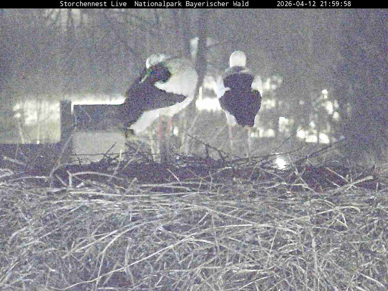 Archived image Webcam Bavarian Forest National Park - Stork Nest