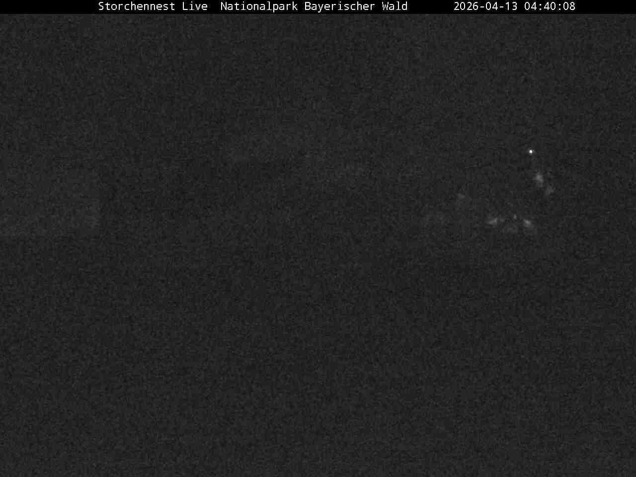 Archived image Webcam Bavarian Forest National Park - Stork Nest