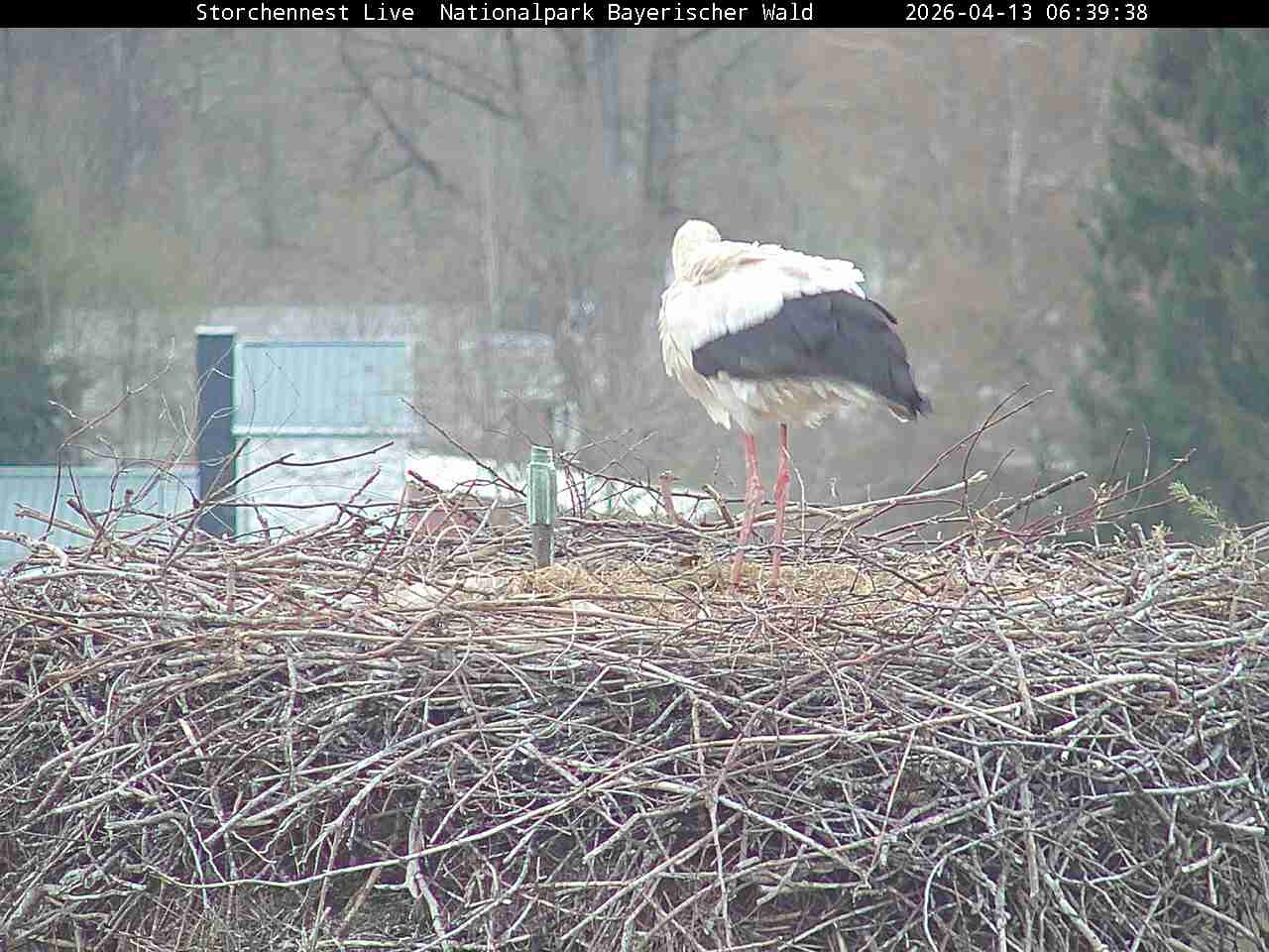 Archiv Foto Webcam Nationalpark Bayerischer Wald - Storchennest - Grafenau